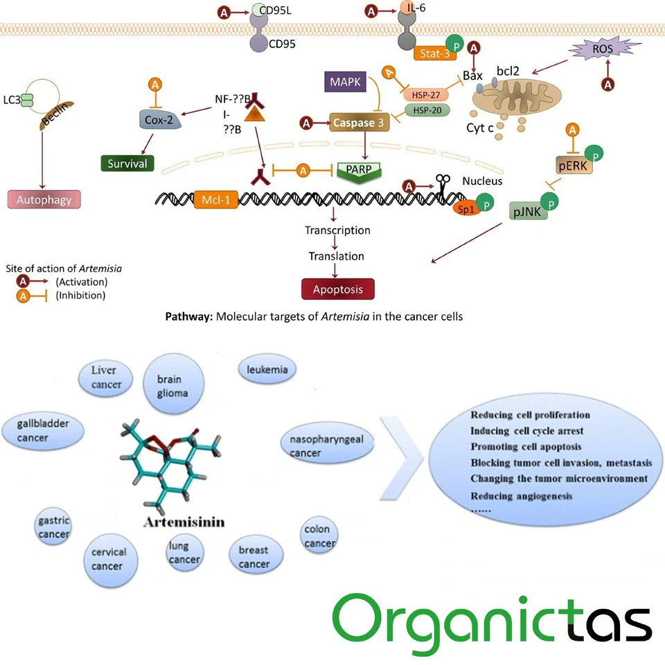 Artemisinin Supplement 260mg Southern Wormwood Extract 100 Capsules 100d Supply - Image 4 of 4