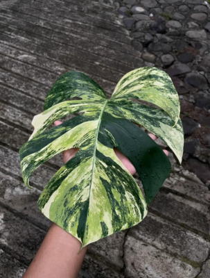 Monstera Marmorata Aurea Tricolor 1 Leaf Free Phytosanitary | eBay