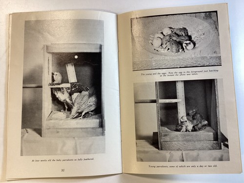 Budgies (Parrakeets) as Pets - Care & Breeding - 34 Pages - 1955 - Free Shipping - Picture 12 of 13