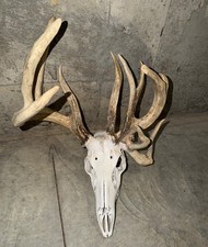 European Mount 12 Point FREAK Buck Split Typical/NonTypical Heavy Mass