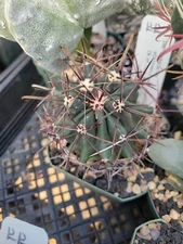 Ferocactus wislizeni ssp. ajoensis x acanthodes (with locality) (cactus - suc...