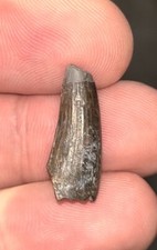 Suchomimus Tenerensis Dinosaur Tooth Niger Spinosaurus Dino Rare *MAKE OFFER*