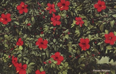 Postcard Florida Hibiscus c 1940 red blooming flowers