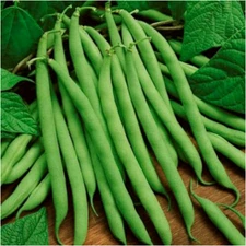  Non-GMO Blue Lake Bush Green Bean Seed,  1 lb. seeds