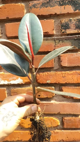 Rubber Tree ' Verna - Ficus Elastica Live House Plant ( Exact Plant)# E