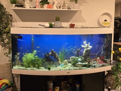 Juwel Vision 450 Panorama Aquarium