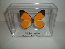 Real Butterfly Orange Delias Aruna From Papua, New Guinea Mounted In Cases.
