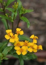 Tarragon Winter Spanish  250 seeds