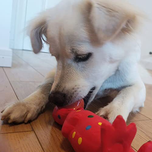 Are Latex Toys Bad For Dogs