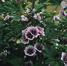 Malva sylvestris Zebrina 500 seeds