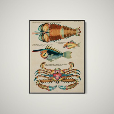 Illustrations of Fishes, Lobster and Crab Found in the Indian and Pacific Oceans