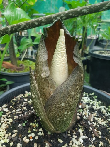 Amorphophallus opertus . Rare Carion Lily. 3.5cm wide tuber. Aroid - Picture 2 of 4