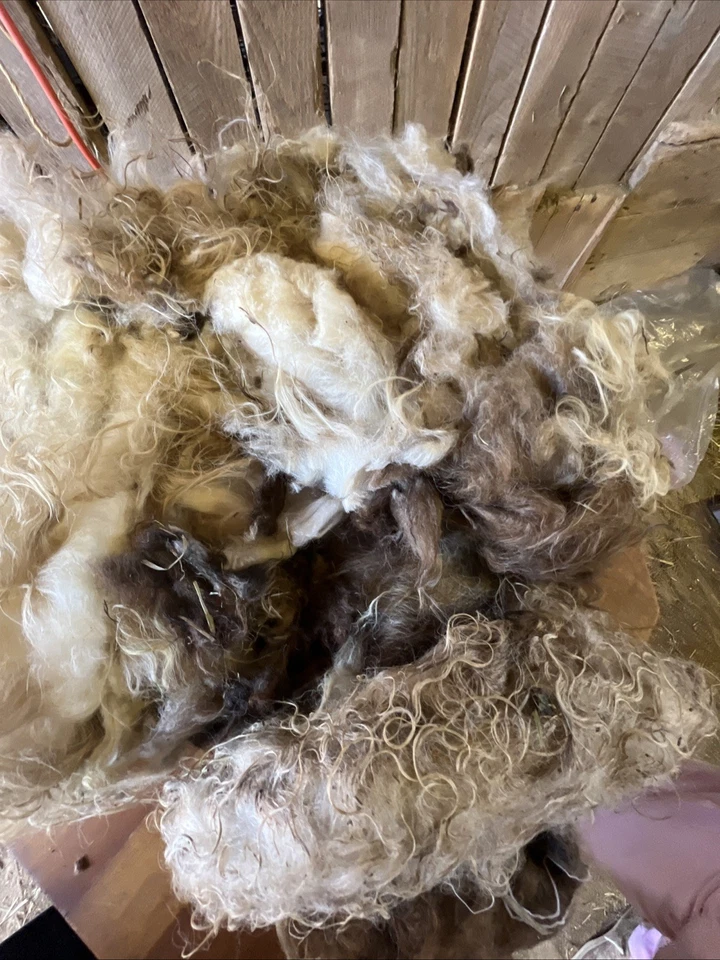 Icelandic fleece Really NICE, Raw unwashed, unskirted, 2.8 Pounds - Image 2 of 4