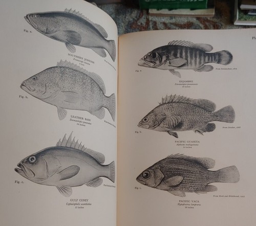 VINTAGE 1937! Marine Game Fishes of Pacific Coast from Alaska to the Equator - Picture 7 of 15