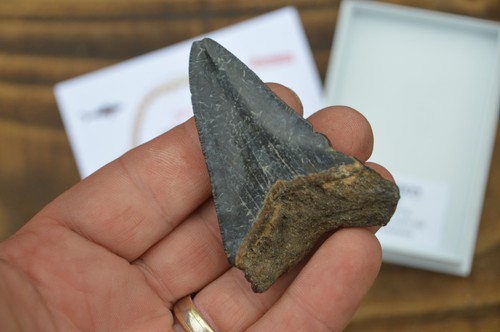 WOW, echter MEGALODON HAIZAHN in Vitrine! BEST VALUE MEG ZÄHNE! B90