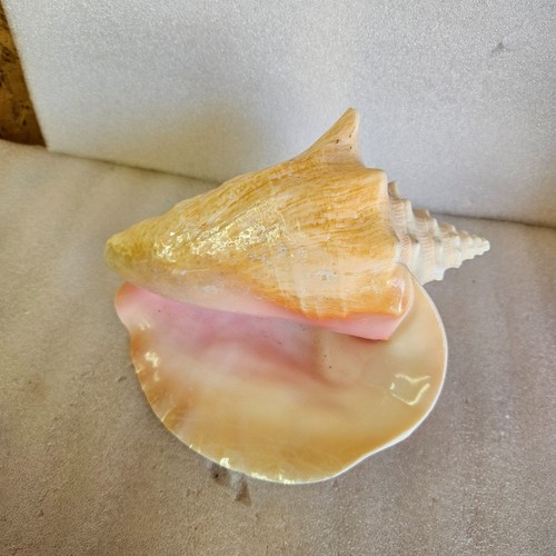 Vintage Large Queen Conch Shell Pink Interior Horned Seashell 8" Nautical Decor