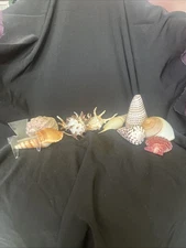 9 Different Extremely Unique Sea Shells￼