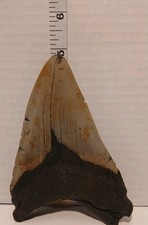 MEGALODON Shark Tooth Fossil No Repair Natural 4.75