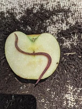 30 Large European Nightcrawlers, Fishing Bait--FREE Shipping 