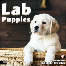 Select - Lab Puppies 2026 Wall Calendar 12 Month | 12" X 24" Open | Thick & Stur