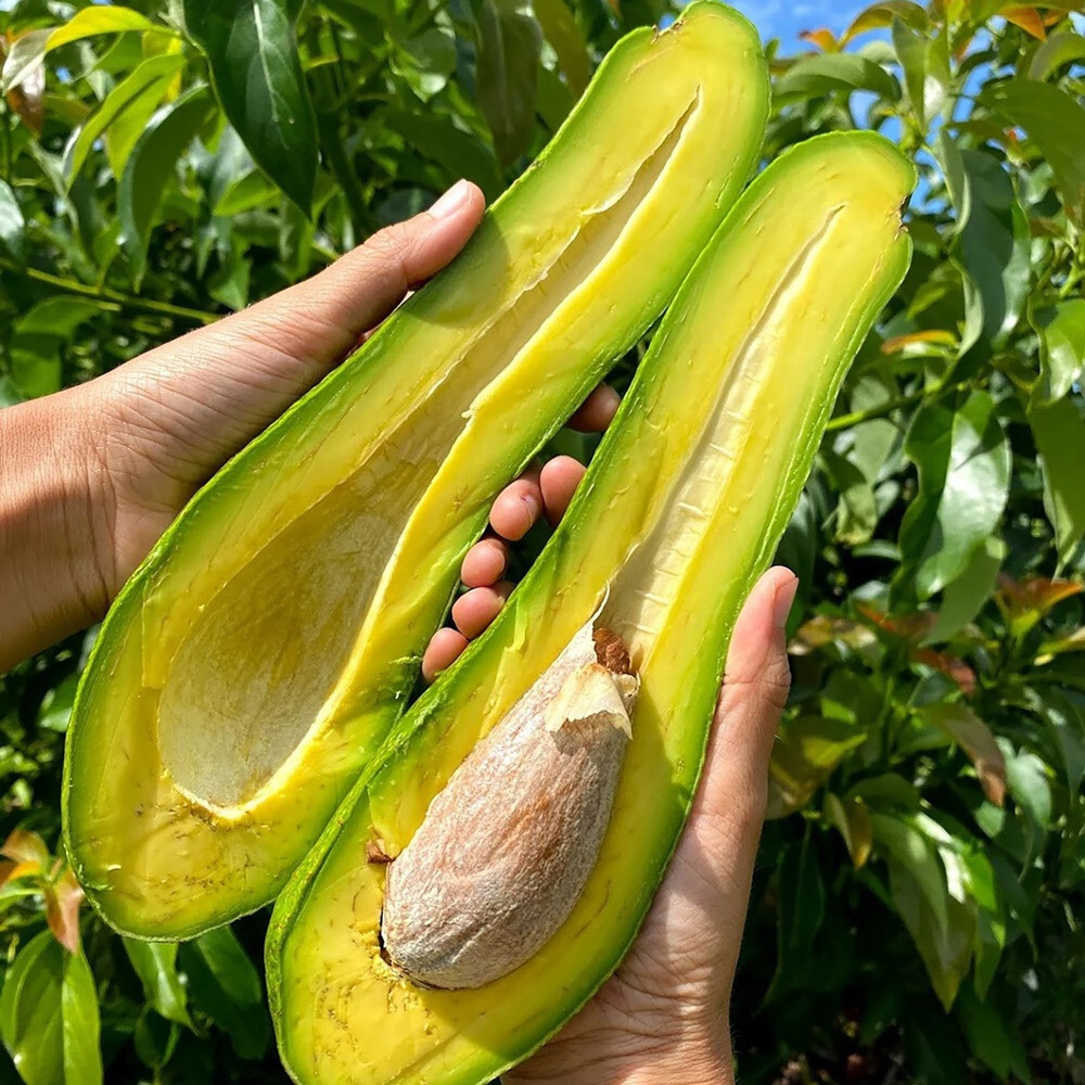 Avocado Hass Grafted Plant – 20-Inch Tall Fruit Tree, Ready To Grow