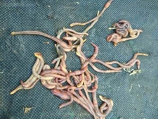 10 - Organic Live Red Wiggler Worms (Composting Worms - Eisenia fetida)