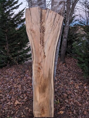 Ambrosia maple slab (Live Edge) Spalted (Thick slab) wormy maple, Crotch, Nice.