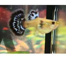 2 TWO MALE - Live Aquarium Guppy Fish High Quality -Dumbo Mosaic Blue/Orange