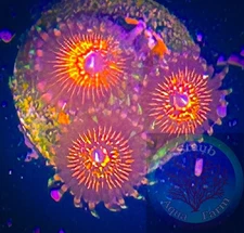 SAF~ “WYSIWYG” Nightcrawler Zoanthid Coral Frag, Palythoa, Paly, Zoa