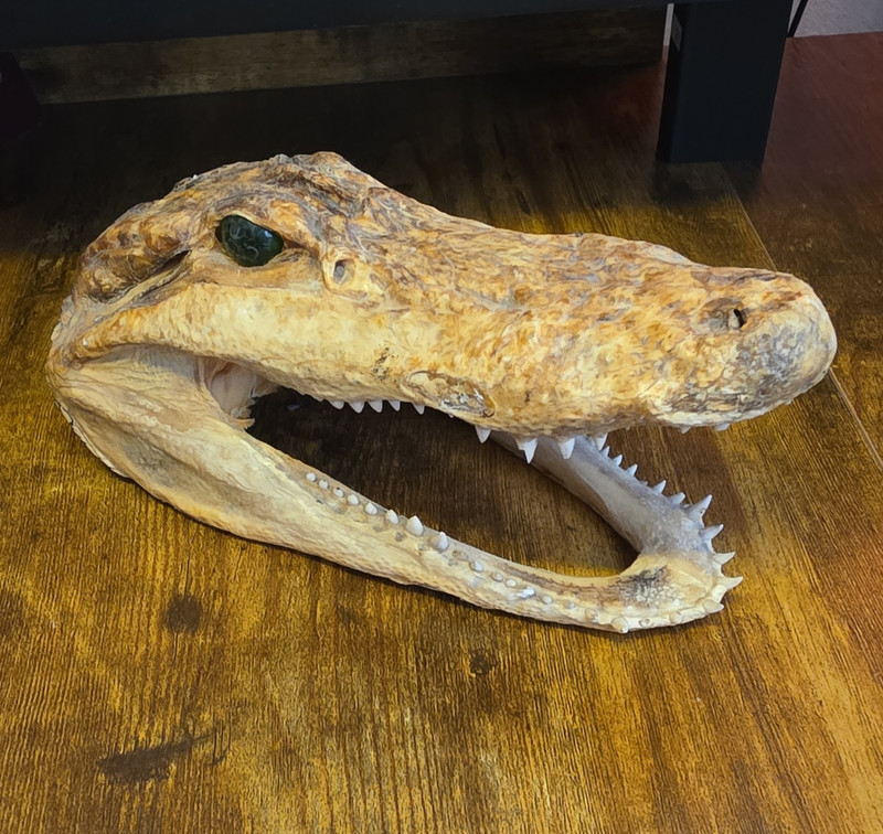 Alligator/Crocodile Taxidermy Head Display with Open Jaw, Mixed Materials