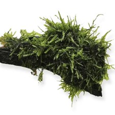 FONTINALIS ON DRIFTWOOD Aquatic FIsh Shrimp Tank Aquarium