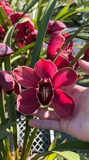 Cymbidium Barrita Pillar 'Frech Burgundy'  1 1/2 Gallon Pot