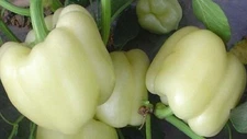 White Bell Pepper Seeds 50+ SEEDS  NON-GMO --BUY 4 ITEMS FREE SHIPPING