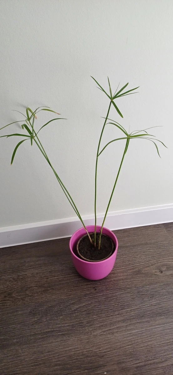 Cyperus Papyrus in Gewurzelte Zimmerpflanzen online kaufen | eBay.de