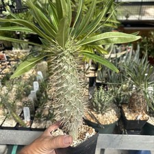 Pachypodium Lamerei Ramosum Madagascar Palm Live Plant