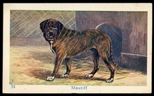 MASTIFF Old English DOG Dutch Trade Advertising Card c 1930s for Dog Biscuits