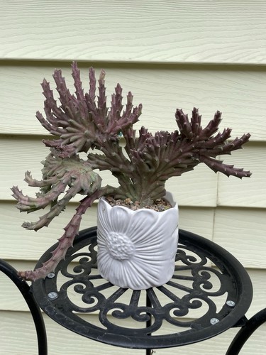 Crested Orbea Variegated stapelia Starfish-flower Shipped With Bare Rooted - Picture 5 of 18