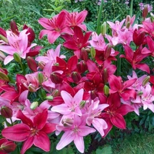5 Cupid's Favorite Border Lily Duet Live Flower Bulb Mixture  GREAT for BORDERS