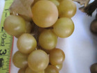 Vtg Lot of 5 Rubber Gold Red Green Grapes Artificial Fruit Props 6" Realistic — photo 6