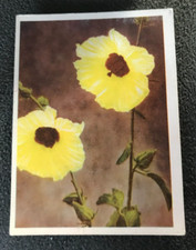 Tobacco Card, UTC, OUR SOUTH AFRICAN FLORA, 1940, Hibiscus Diversifolius, #56