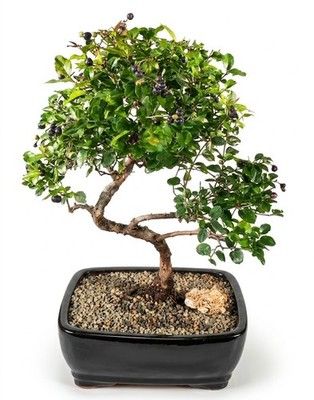 Live 19 Yr Old Sweet Plum Bonsai Tree Sageretia Theezans Curved Trunk Large  14"H | eBay