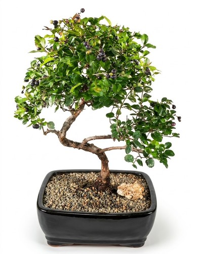 Live 19 Yr Old Sweet Plum Bonsai Tree Sageretia Theezans Curved Trunk Large 14"H - Picture 1 of 3