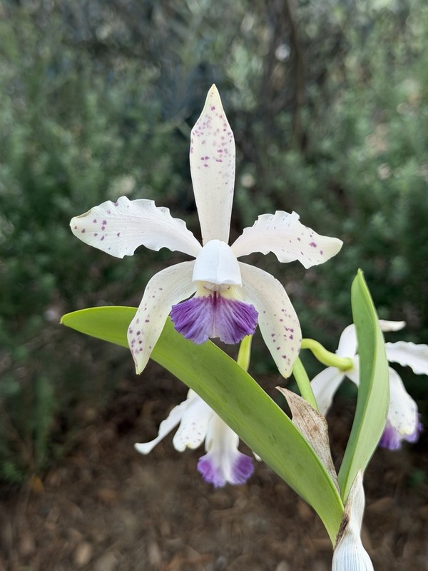Cattleya Leoloddiglossa f. coerulea - 10992t