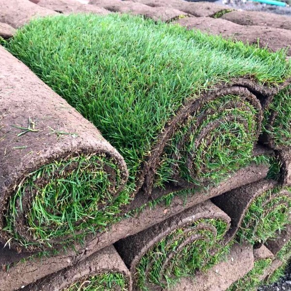 Real Grass Turf Rolls 60 Sqm Fresh Lawn Turf Roll Freshly Cut Garden
