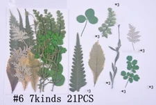 21PCS Real Pressed Dry leaves collection, different leaves as picture FCD502 #6