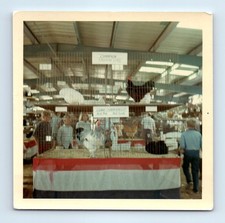 Old Vintage Square Color Photo PRIZE WINNING ROOSTER IN BIRD CAGE SNAPSHOT