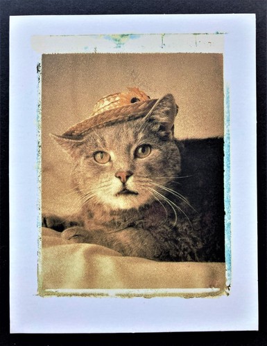 Unused Vtg Tabby Cat in Hat Blank Note Card Sepia Antique Look Notecard Funny