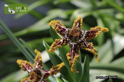 Ferraria crispa, F. undulata, Starfish lily, Starfish iris, 20-100 fresh seeds - Picture 7 of 12