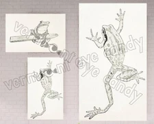 Frog Sketches Drawings Set of 3 DIGITAL DOWNLOAD Toads Farmhouse Art Décor
