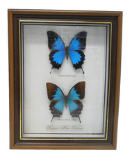 VINTAGE TAXIDERMY FRAMED PAPUA NEW GUINEA BUTTERFLIES INSECT SPECIMEN BUTTERFLY